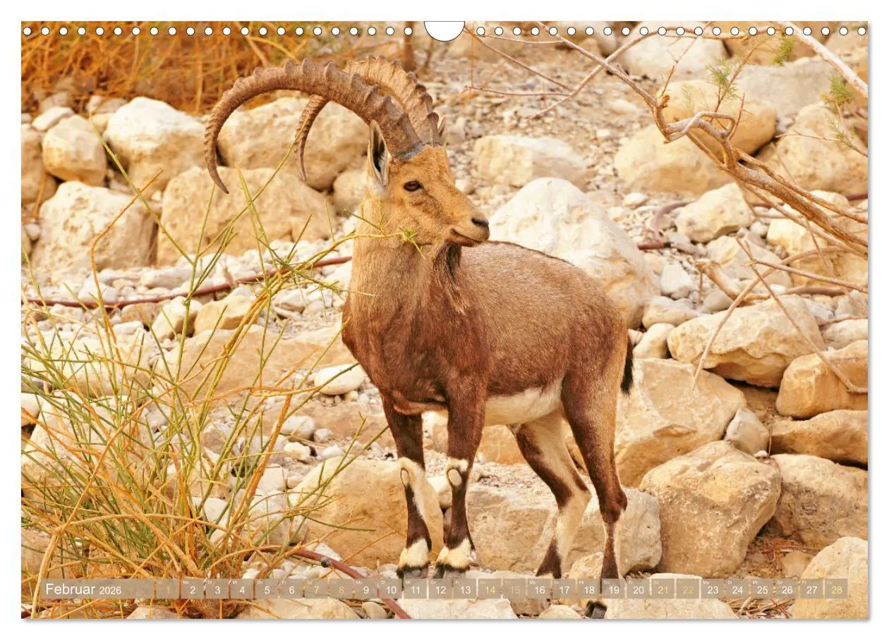 Bild: 9783457501436 | Zwischen Tradition und Moderne: Israel (Wandkalender 2026 DIN A3...
