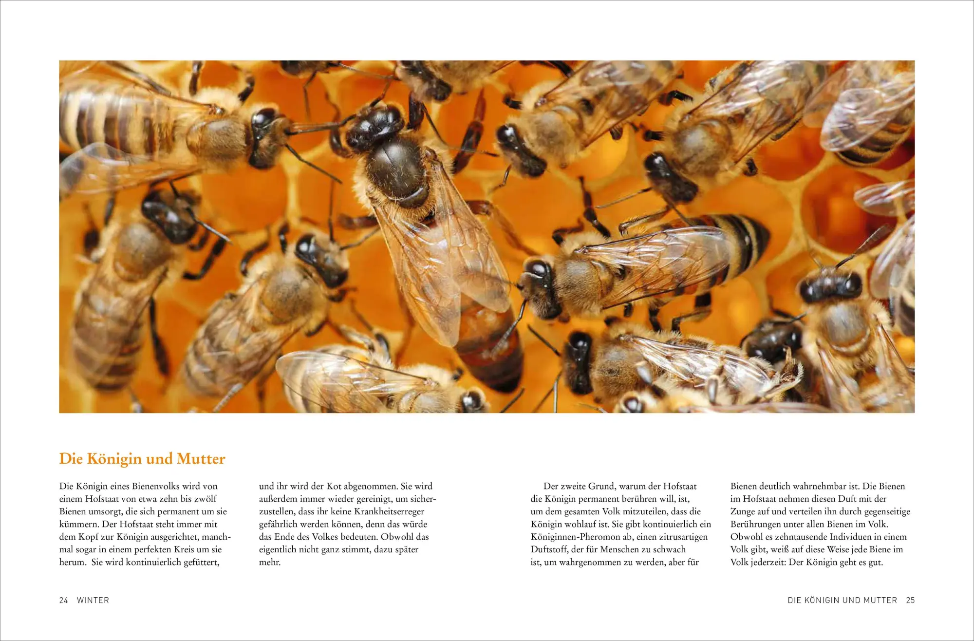 Bild: 9783987011436 | Tagebuch einer Biene | Dennis Wells | Taschenbuch | 208 S. | Deutsch