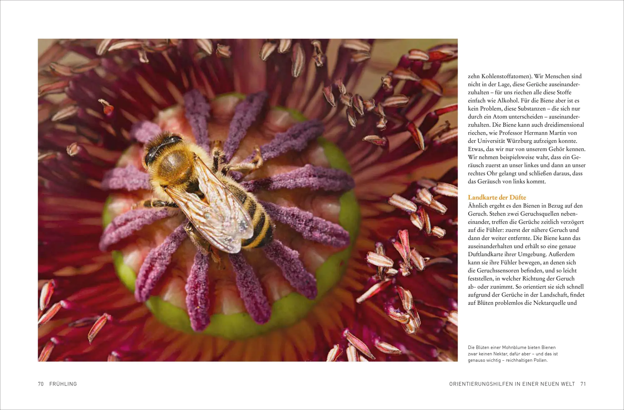 Bild: 9783987011436 | Tagebuch einer Biene | Dennis Wells | Taschenbuch | 208 S. | Deutsch