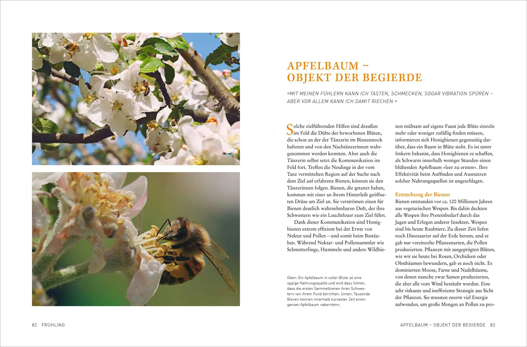 Bild: 9783987011436 | Tagebuch einer Biene | Dennis Wells | Taschenbuch | 208 S. | Deutsch
