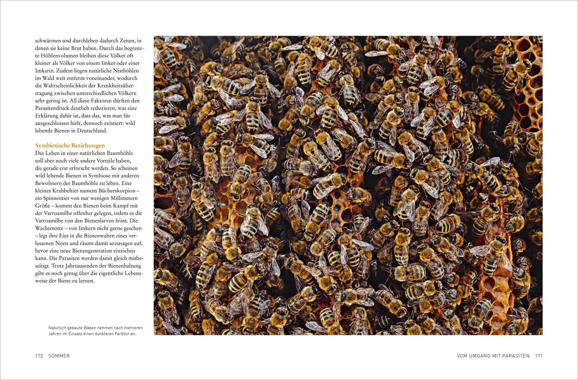 Bild: 9783987011436 | Tagebuch einer Biene | Dennis Wells | Taschenbuch | 208 S. | Deutsch