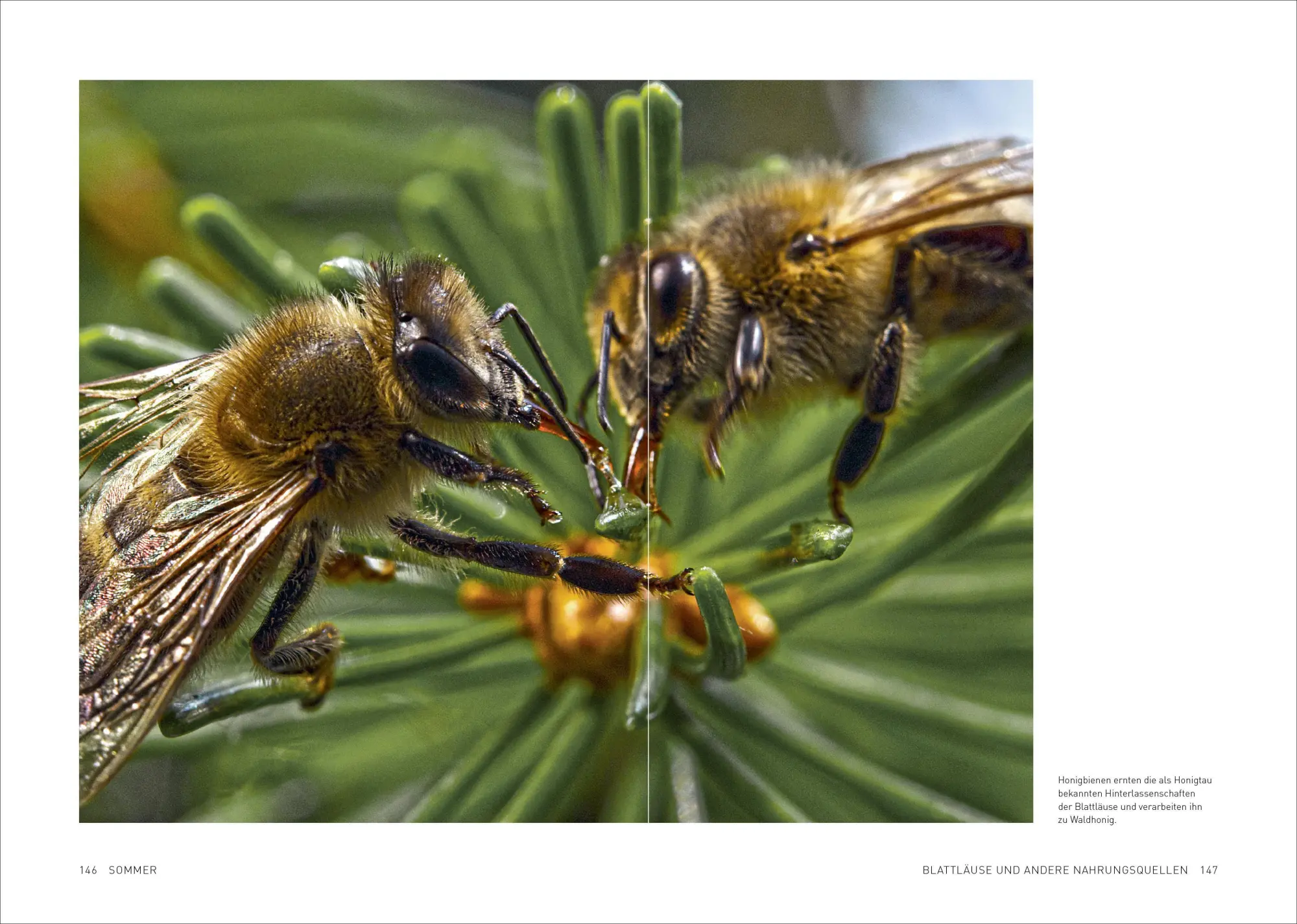Bild: 9783987011436 | Tagebuch einer Biene | Dennis Wells | Taschenbuch | 208 S. | Deutsch
