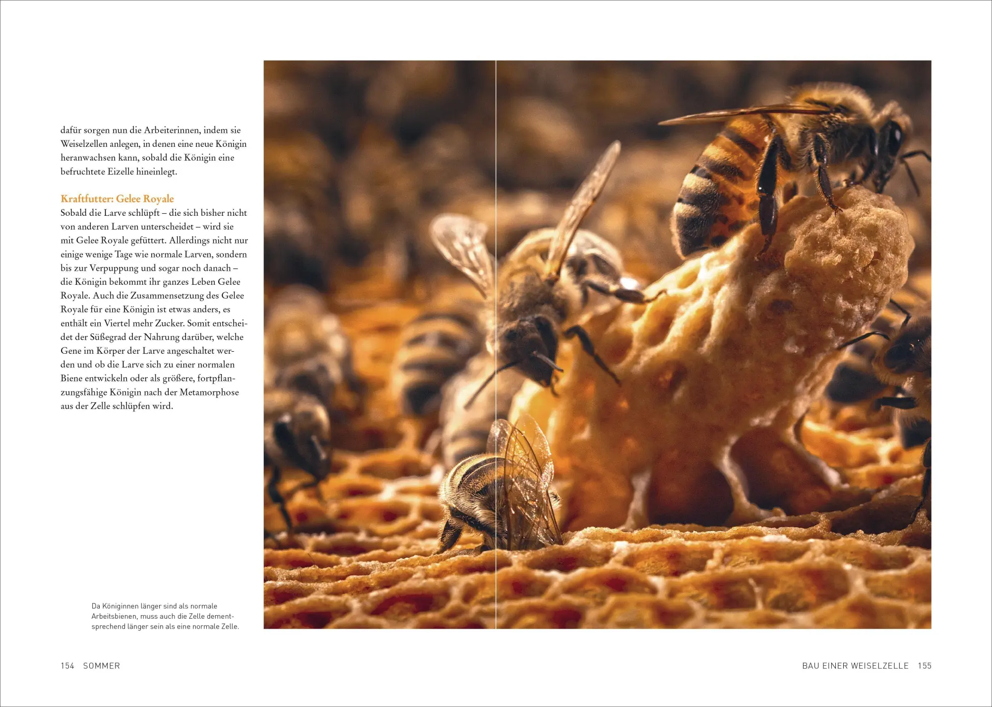 Bild: 9783987011436 | Tagebuch einer Biene | Dennis Wells | Taschenbuch | 208 S. | Deutsch