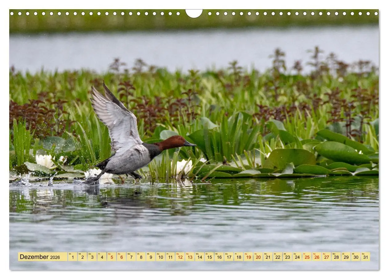 Bild: 9783457591536 | Donaudelta - Europas großes Vogelparadies (Wandkalender 2026 DIN A3...