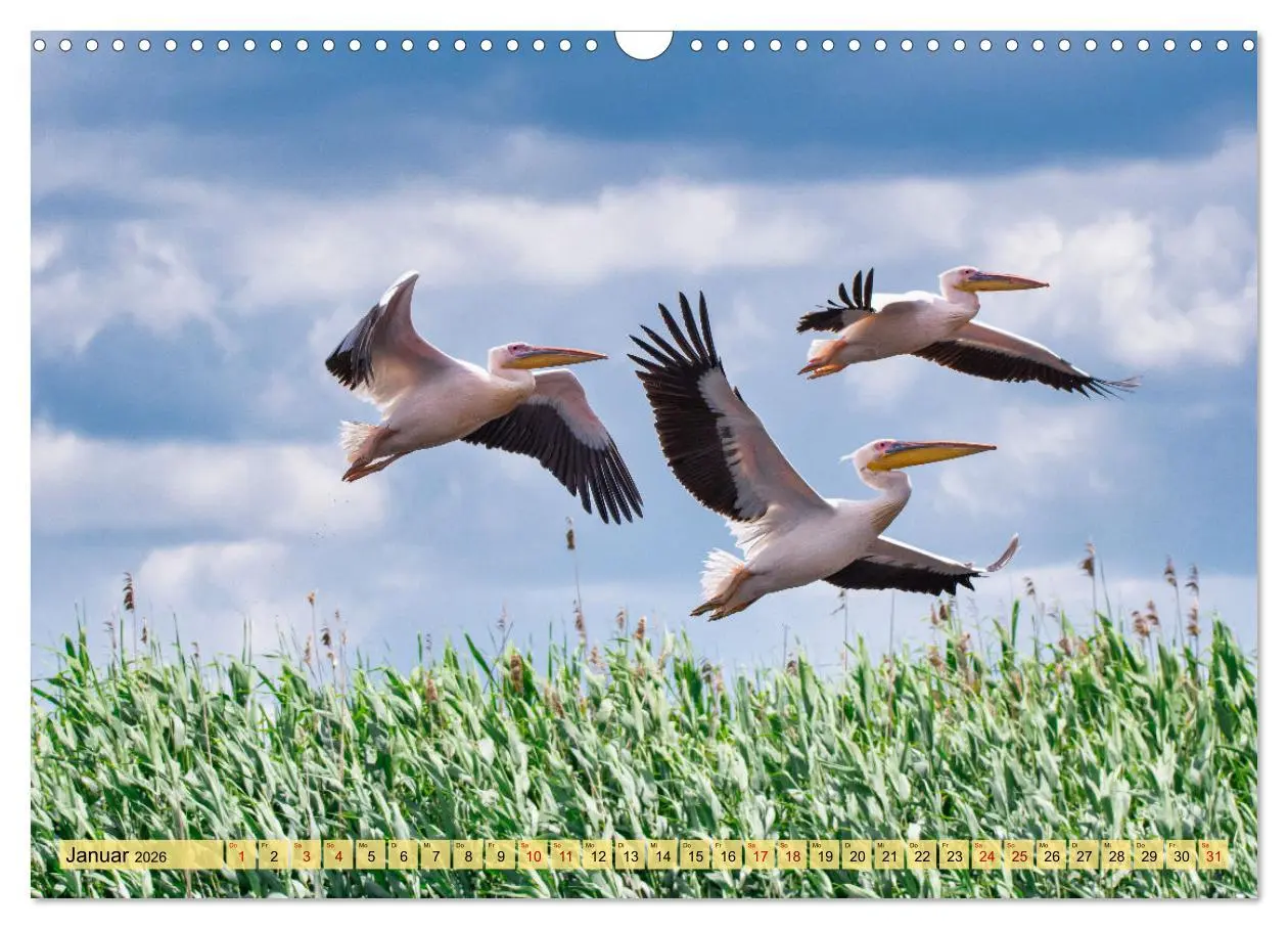 Bild: 9783457591536 | Donaudelta - Europas großes Vogelparadies (Wandkalender 2026 DIN A3...