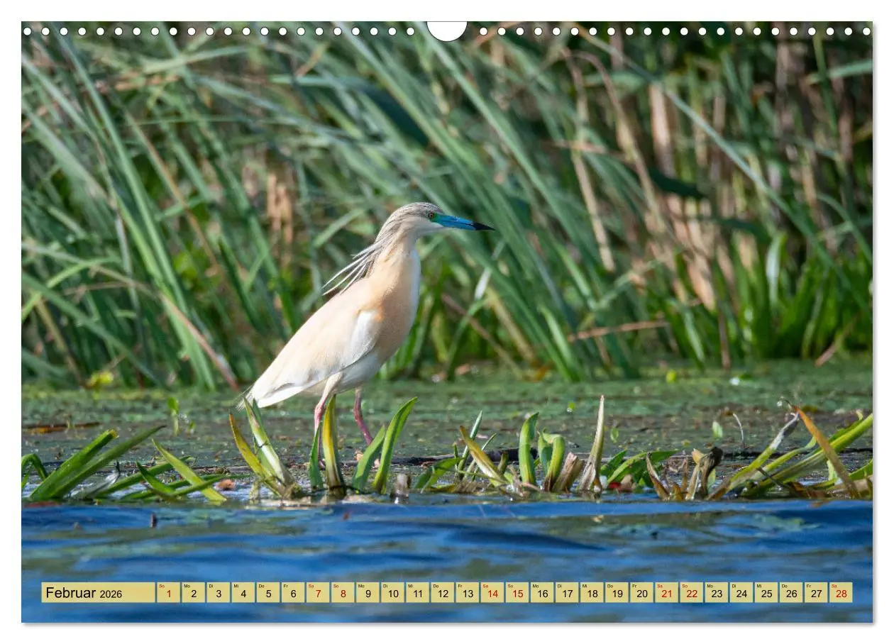 Bild: 9783457591536 | Donaudelta - Europas großes Vogelparadies (Wandkalender 2026 DIN A3...