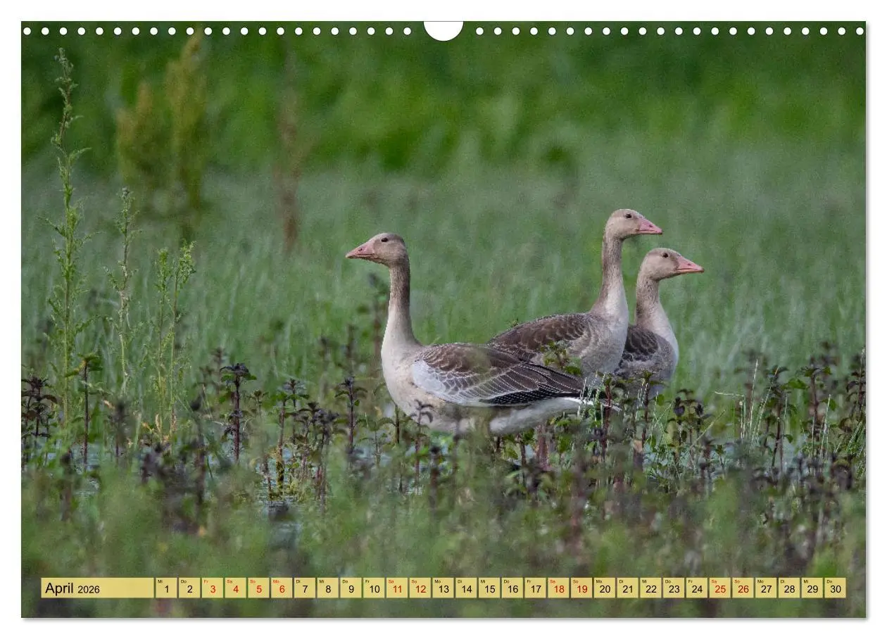 Bild: 9783457591536 | Donaudelta - Europas großes Vogelparadies (Wandkalender 2026 DIN A3...