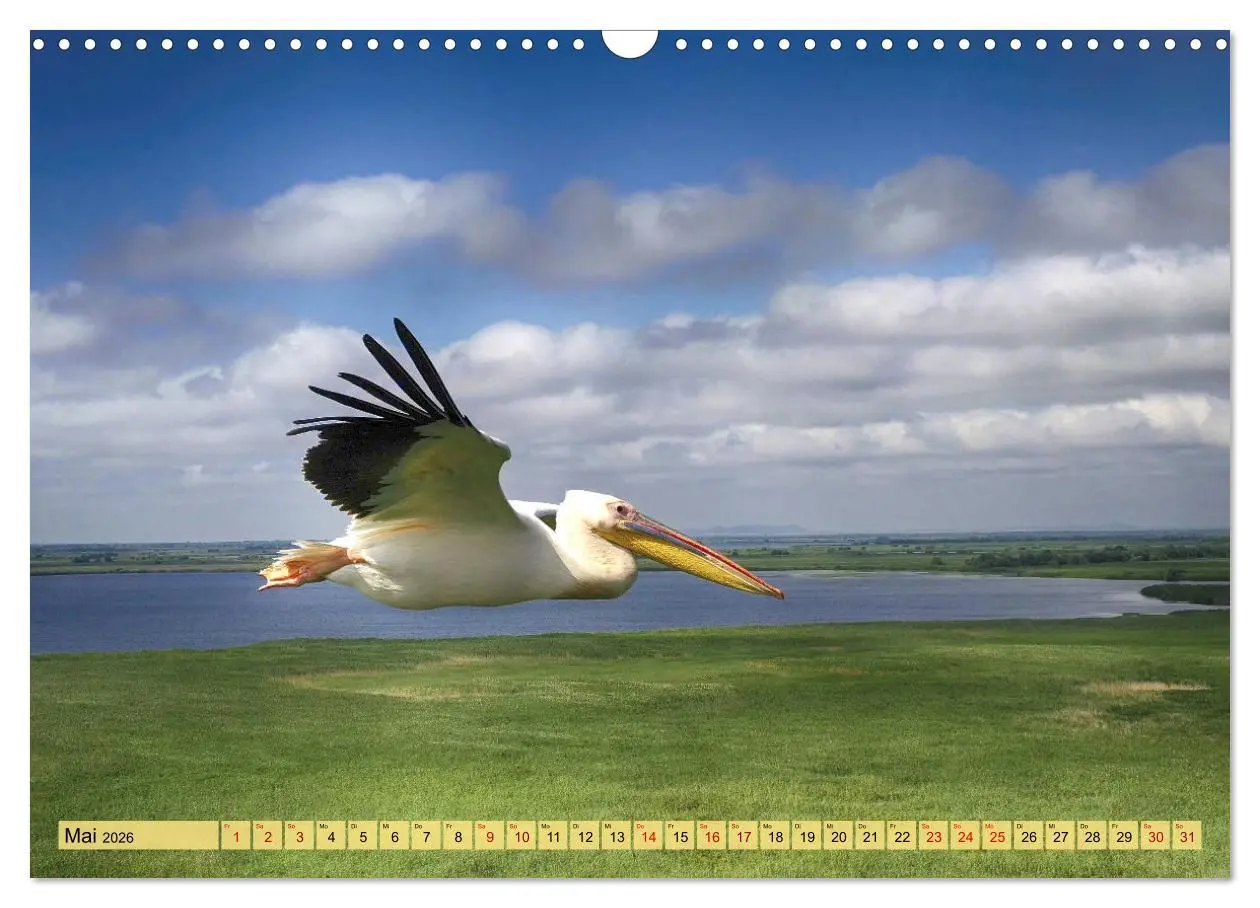 Bild: 9783457591536 | Donaudelta - Europas großes Vogelparadies (Wandkalender 2026 DIN A3...