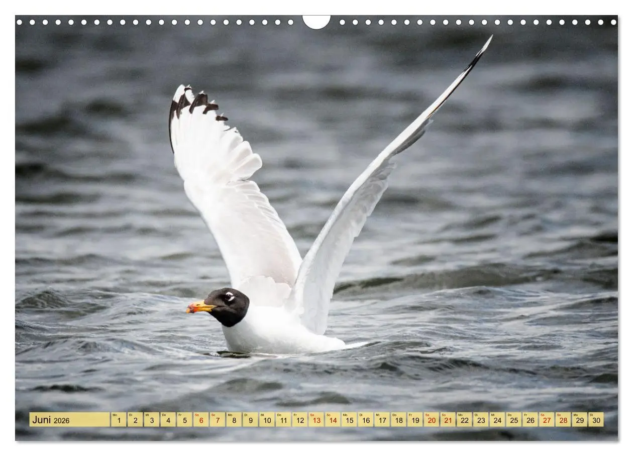 Bild: 9783457591536 | Donaudelta - Europas großes Vogelparadies (Wandkalender 2026 DIN A3...