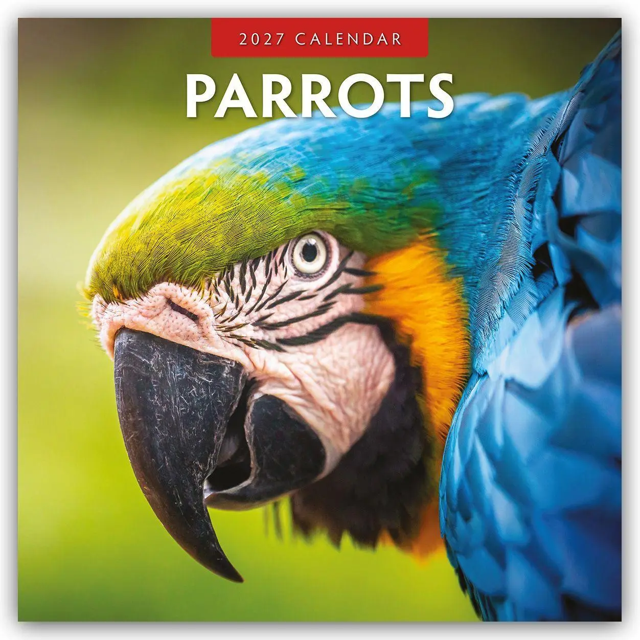 Cover: 9781837011636 | Parrots - Papageien 2027 - 16-Monatskalender | Robin Red | Kalender