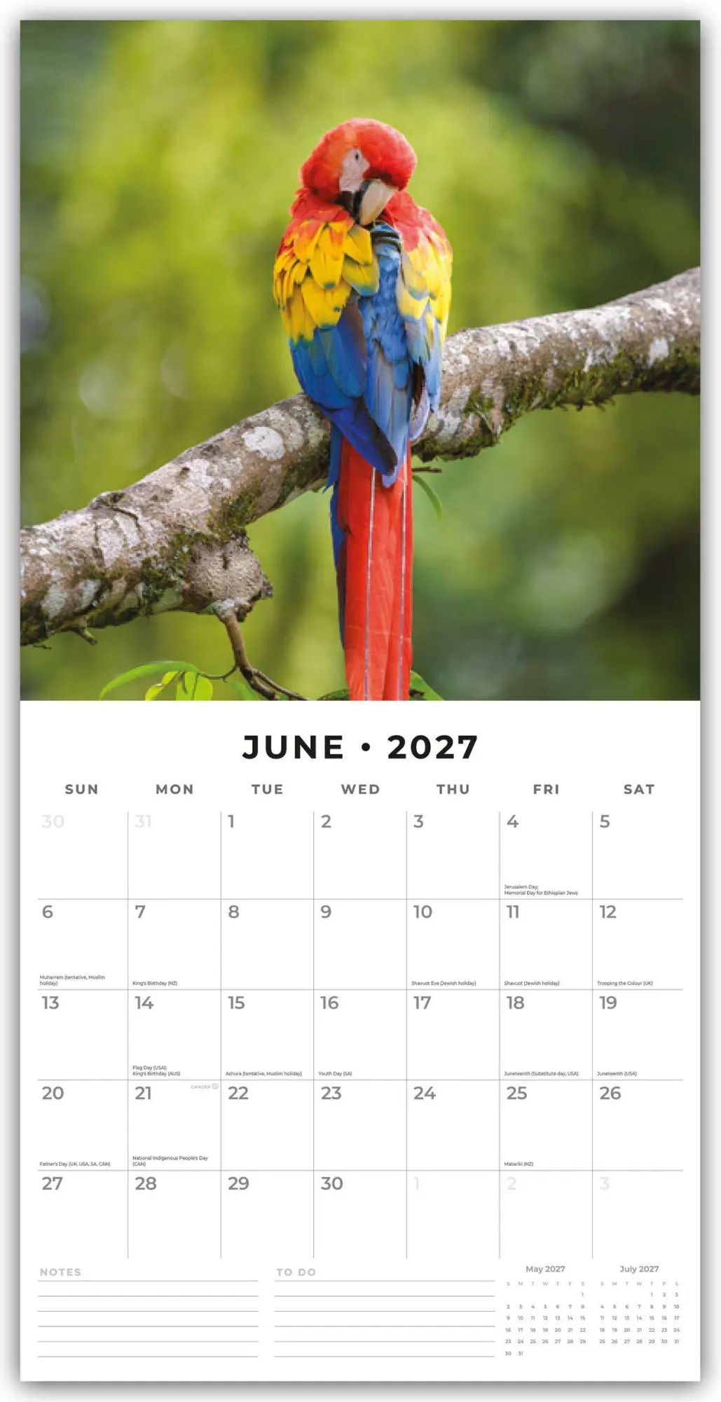 Bild: 9781837011636 | Parrots - Papageien 2027 - 16-Monatskalender | Robin Red | Kalender