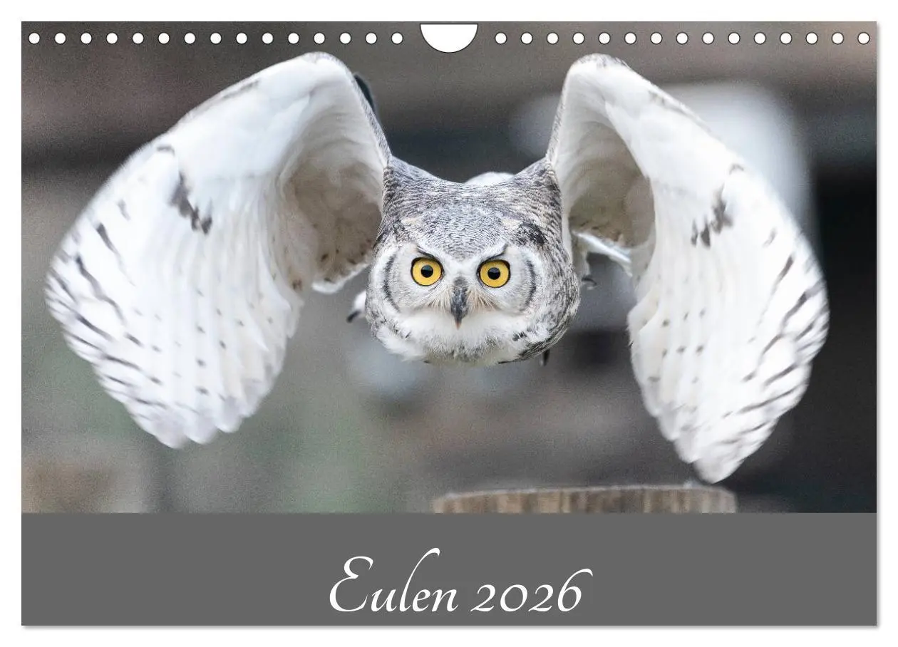 Cover: 9783457721636 | Eulen 2026 (Wandkalender 2026 DIN A4 quer), CALVENDO Monatskalender