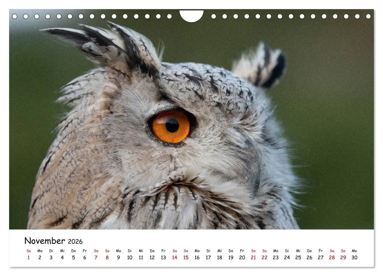 Bild: 9783457721636 | Eulen 2026 (Wandkalender 2026 DIN A4 quer), CALVENDO Monatskalender