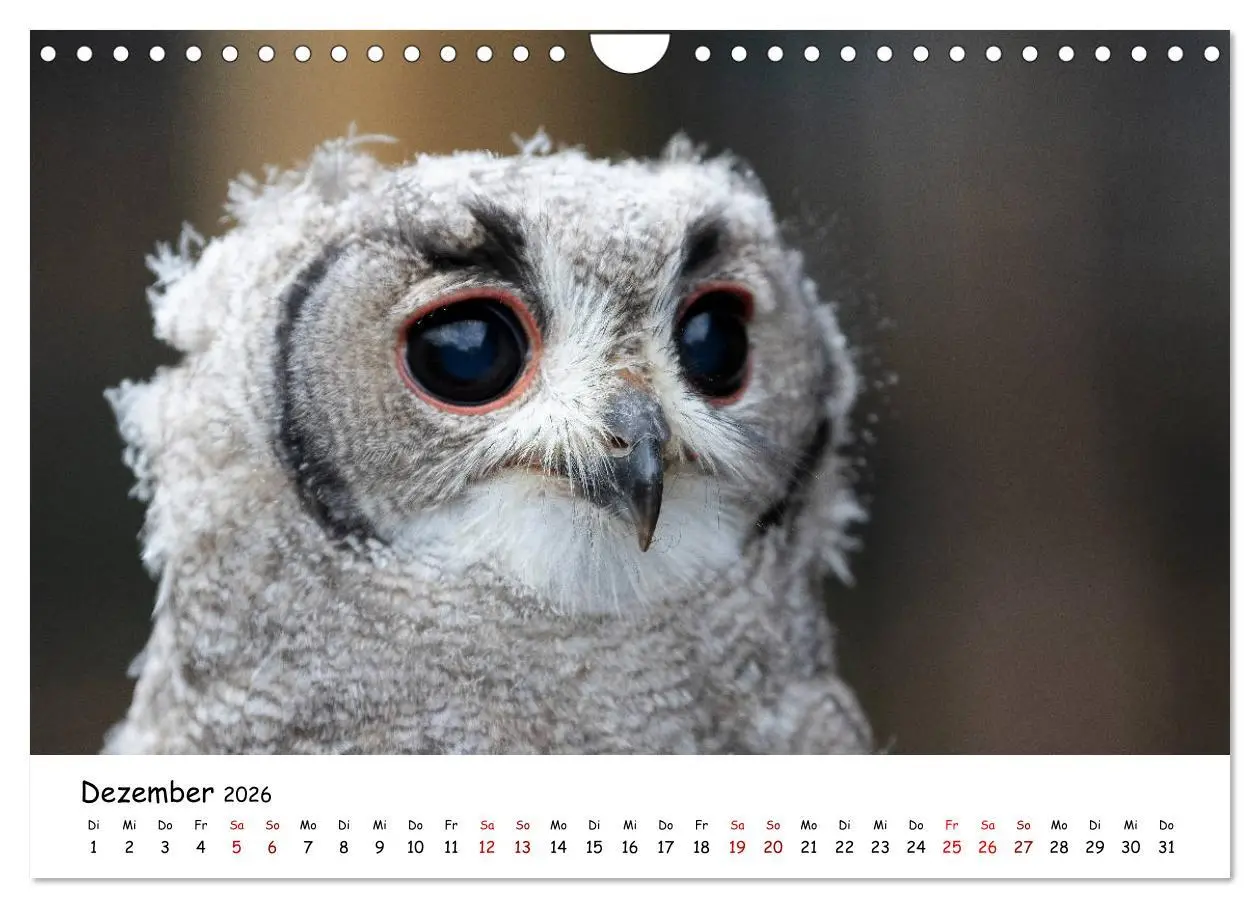 Bild: 9783457721636 | Eulen 2026 (Wandkalender 2026 DIN A4 quer), CALVENDO Monatskalender