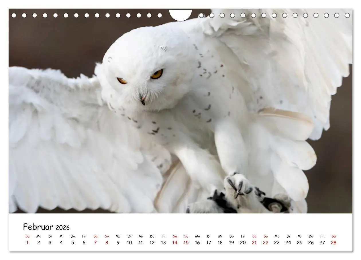 Bild: 9783457721636 | Eulen 2026 (Wandkalender 2026 DIN A4 quer), CALVENDO Monatskalender