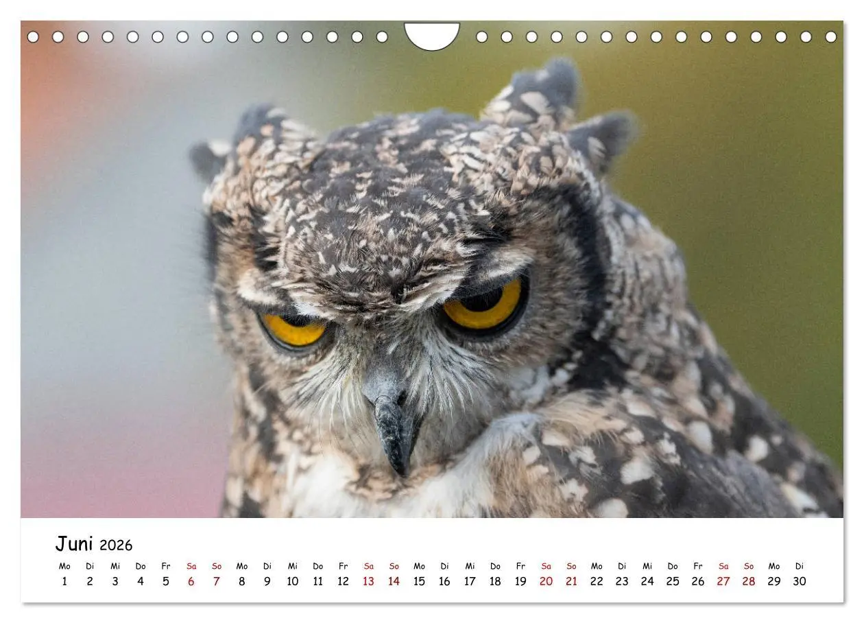 Bild: 9783457721636 | Eulen 2026 (Wandkalender 2026 DIN A4 quer), CALVENDO Monatskalender