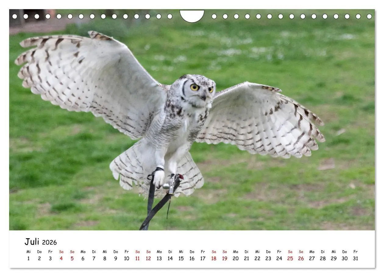 Bild: 9783457721636 | Eulen 2026 (Wandkalender 2026 DIN A4 quer), CALVENDO Monatskalender