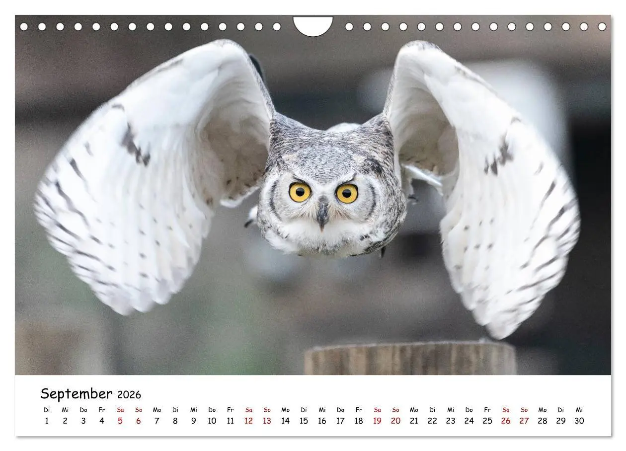 Bild: 9783457721636 | Eulen 2026 (Wandkalender 2026 DIN A4 quer), CALVENDO Monatskalender