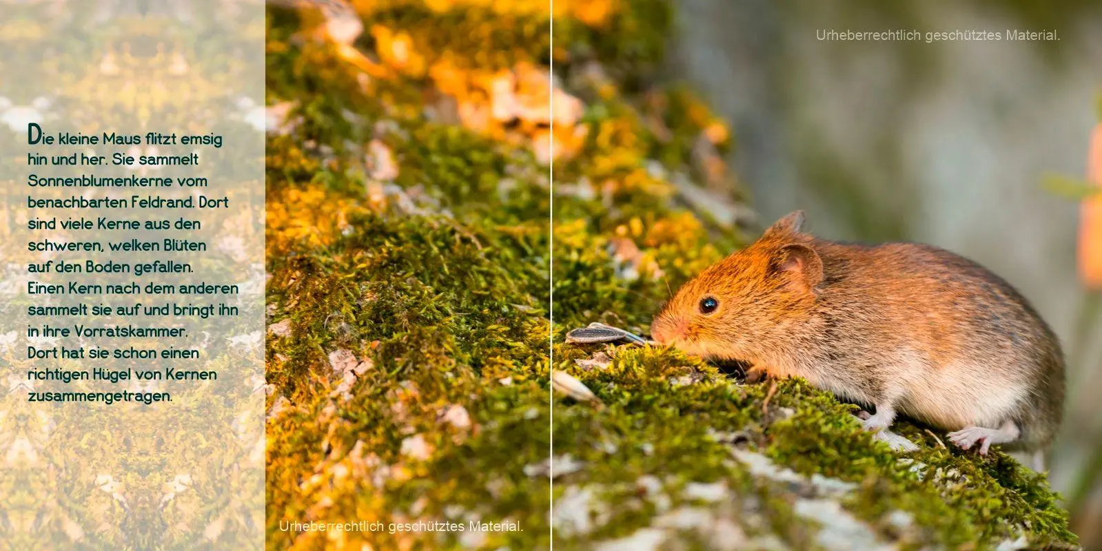 Bild: 9783982341736 | Schön, dass du da bist, kleine Maus! | Carola Vahldiek | Buch | 24 S.