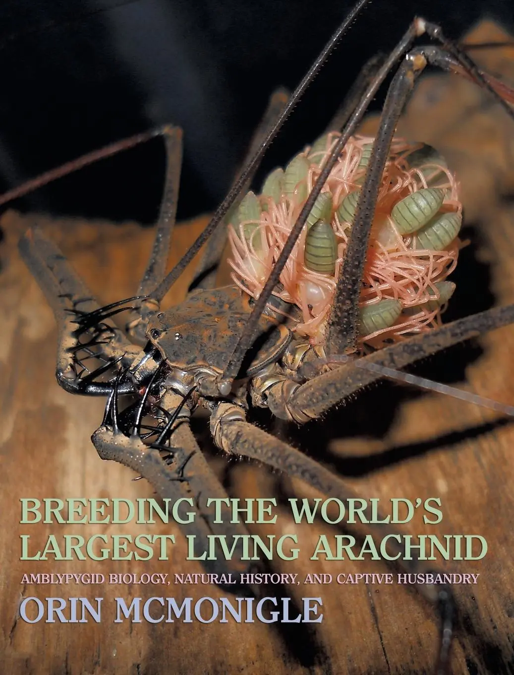 Cover: 9781616461836 | Breeding the World's Largest Living Arachnid | Orin Mcmonigle | Buch