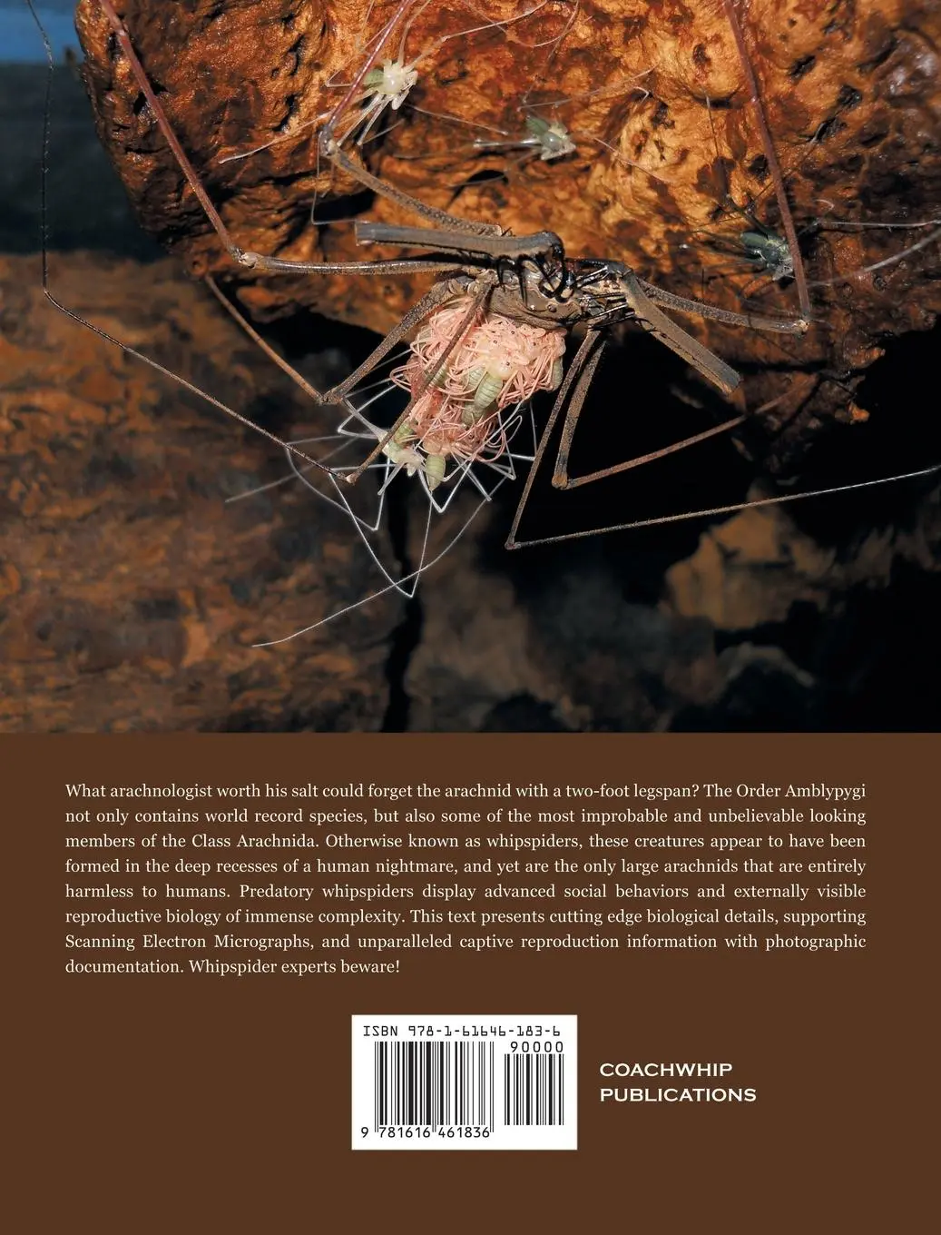 Rückseite: 9781616461836 | Breeding the World's Largest Living Arachnid | Orin Mcmonigle | Buch
