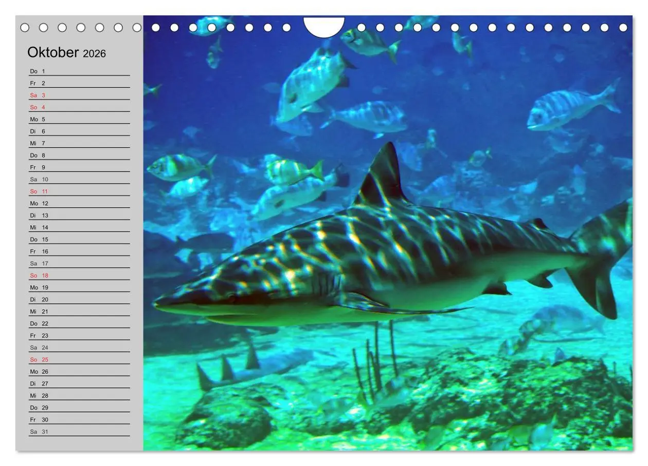 Bild: 9783457992036 | Haie (Wandkalender 2026 DIN A4 quer), CALVENDO Monatskalender | 2026
