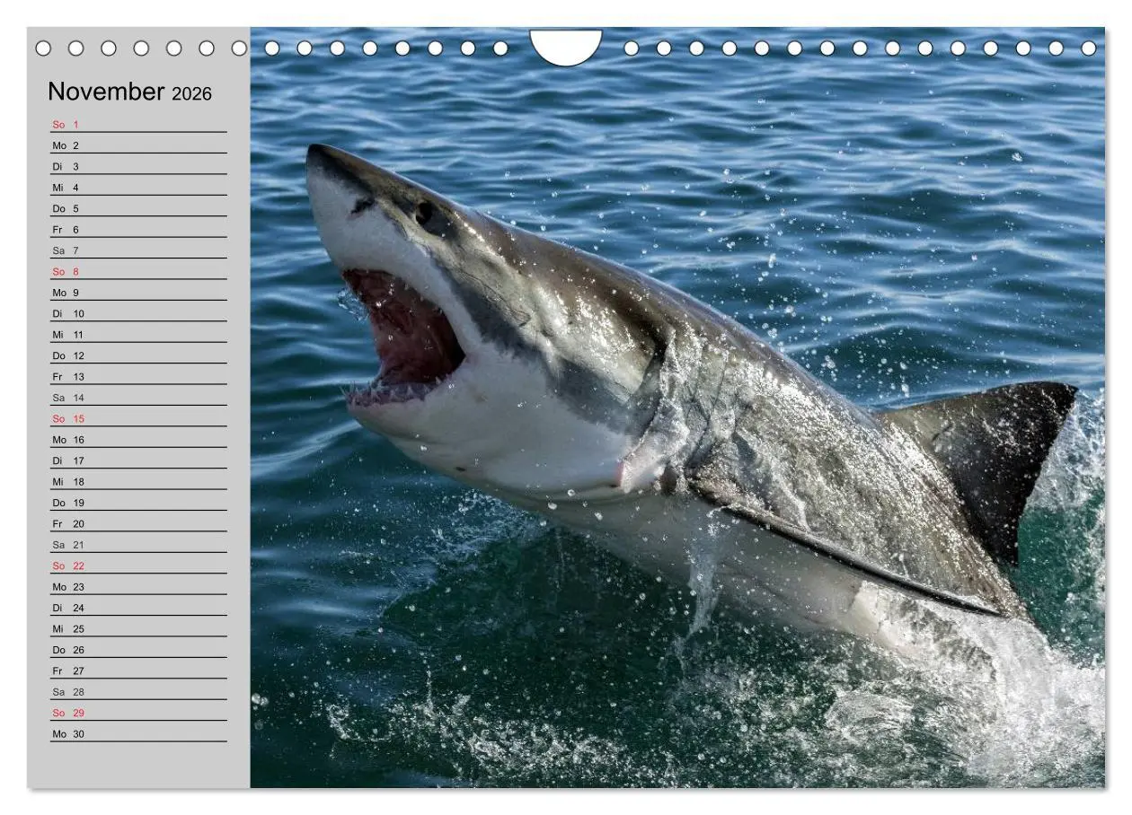 Bild: 9783457992036 | Haie (Wandkalender 2026 DIN A4 quer), CALVENDO Monatskalender | 2026