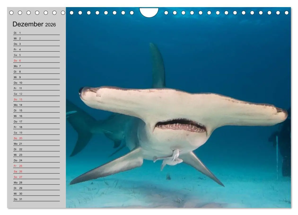 Bild: 9783457992036 | Haie (Wandkalender 2026 DIN A4 quer), CALVENDO Monatskalender | 2026
