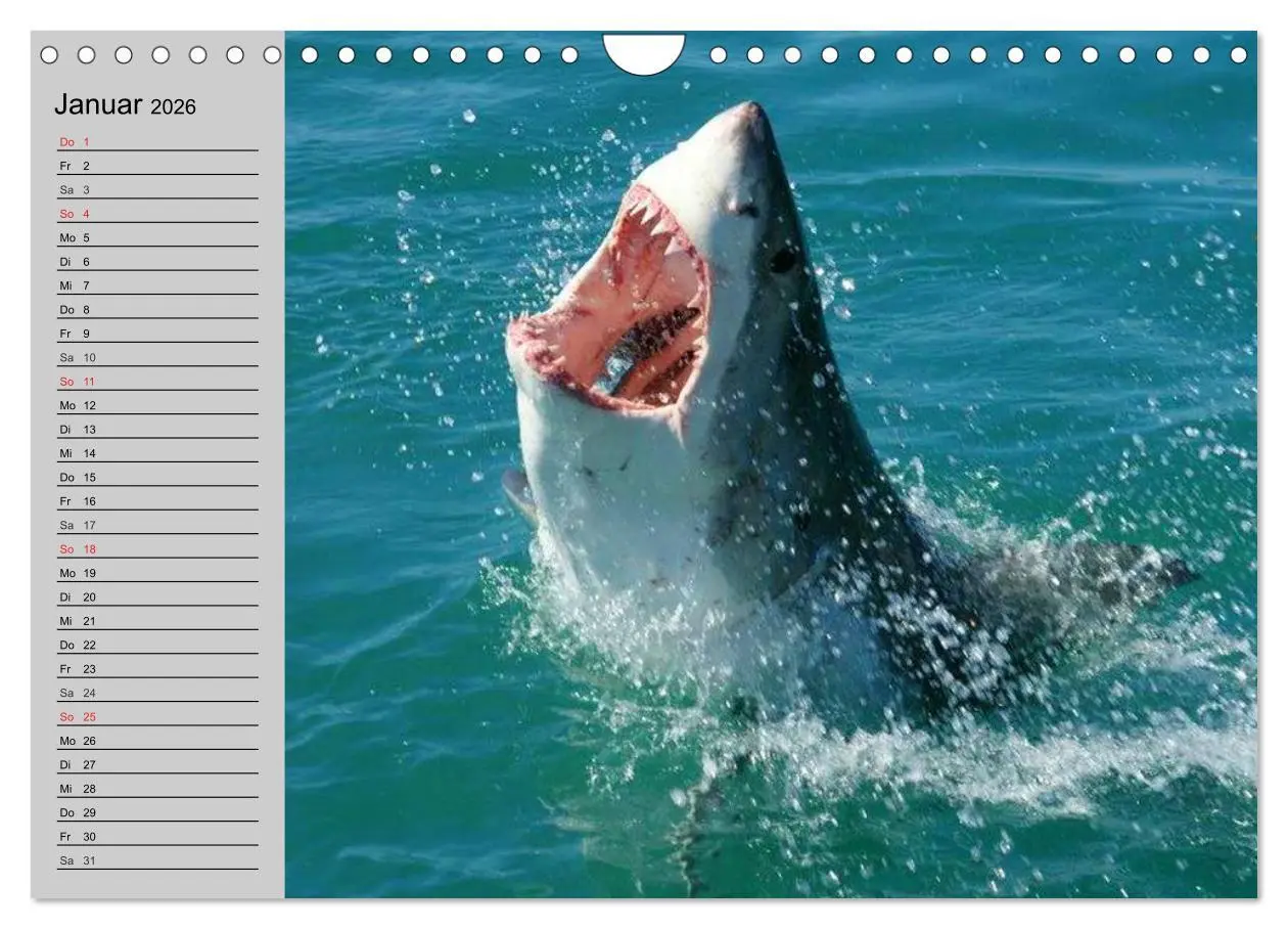 Bild: 9783457992036 | Haie (Wandkalender 2026 DIN A4 quer), CALVENDO Monatskalender | 2026