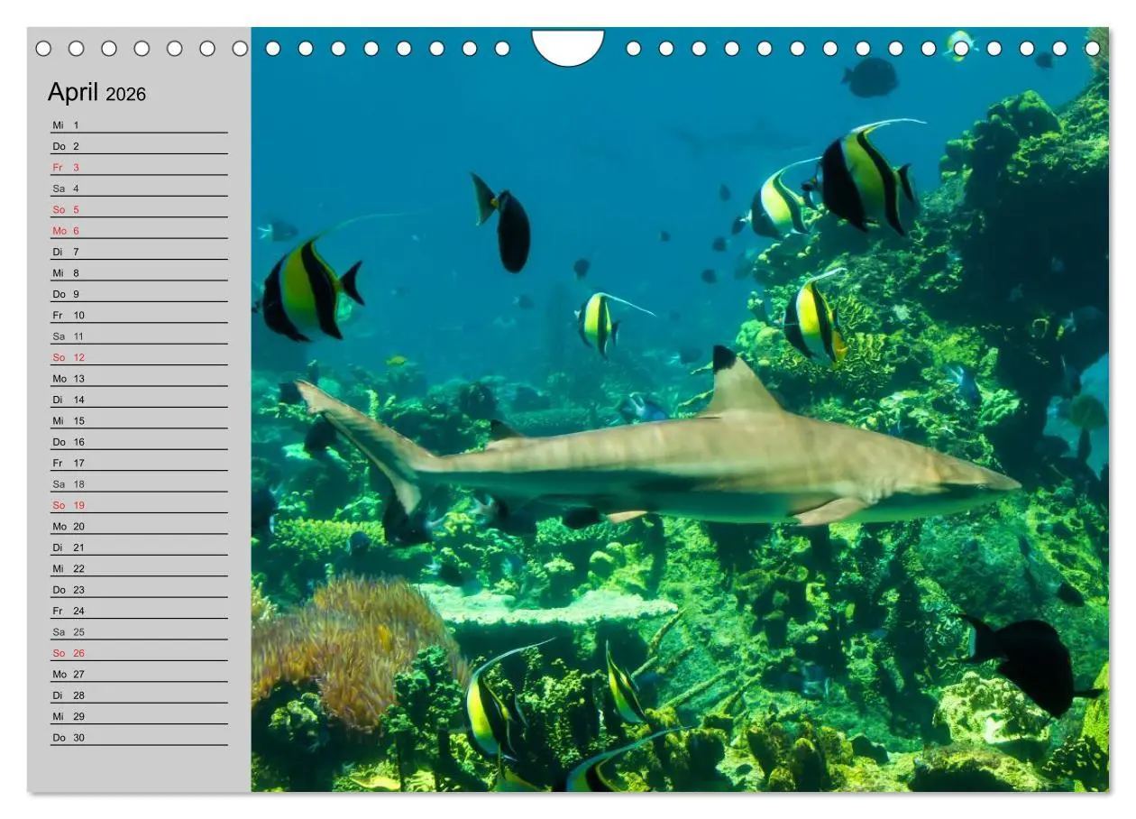 Bild: 9783457992036 | Haie (Wandkalender 2026 DIN A4 quer), CALVENDO Monatskalender | 2026