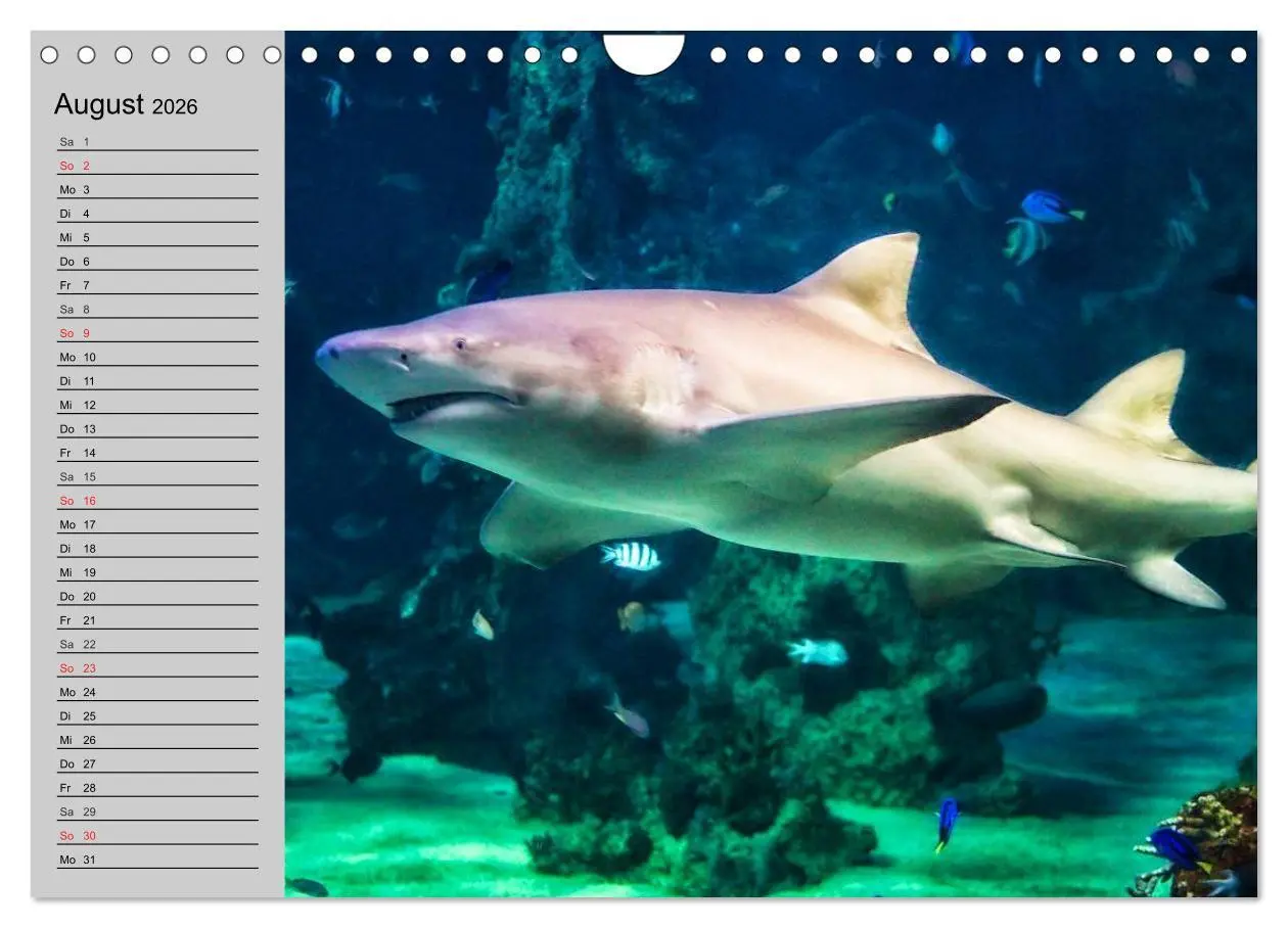Bild: 9783457992036 | Haie (Wandkalender 2026 DIN A4 quer), CALVENDO Monatskalender | 2026