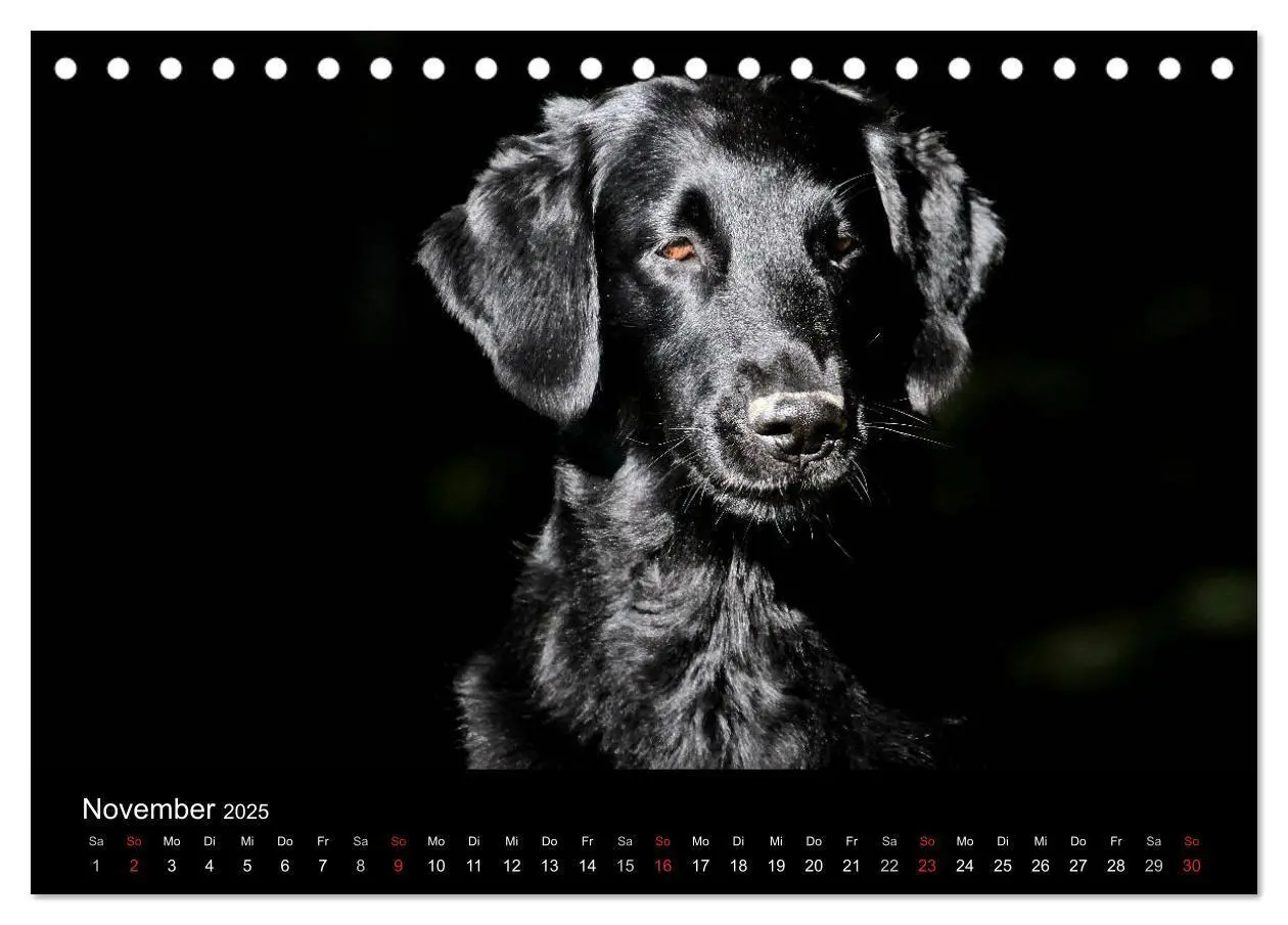 Bild: 9783435722136 | Flatcoated Retriever (Tischkalender 2025 DIN A5 quer), CALVENDO...