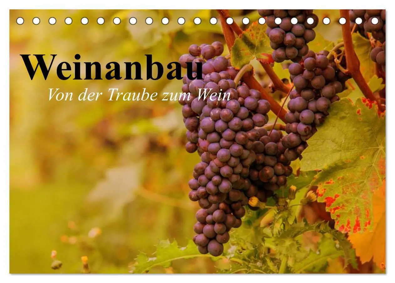 Cover: 9783457982136 | Weinanbau. Von der Traube zum Wein (Tischkalender 2026 DIN A5...