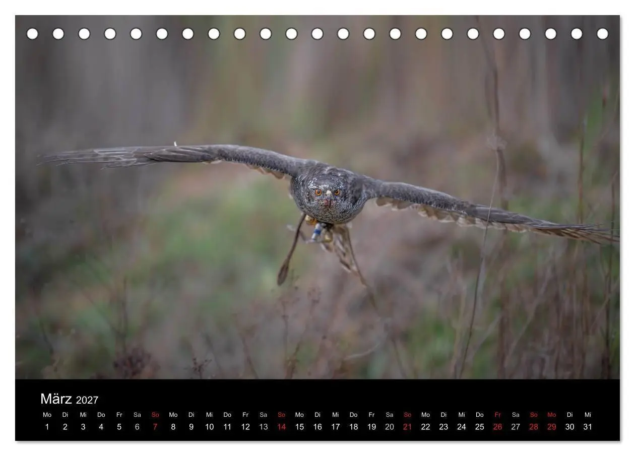 Bild: 9783594052136 | Falknerei Der Habicht (Tischkalender 2027 DIN A5 quer), CALVENDO...