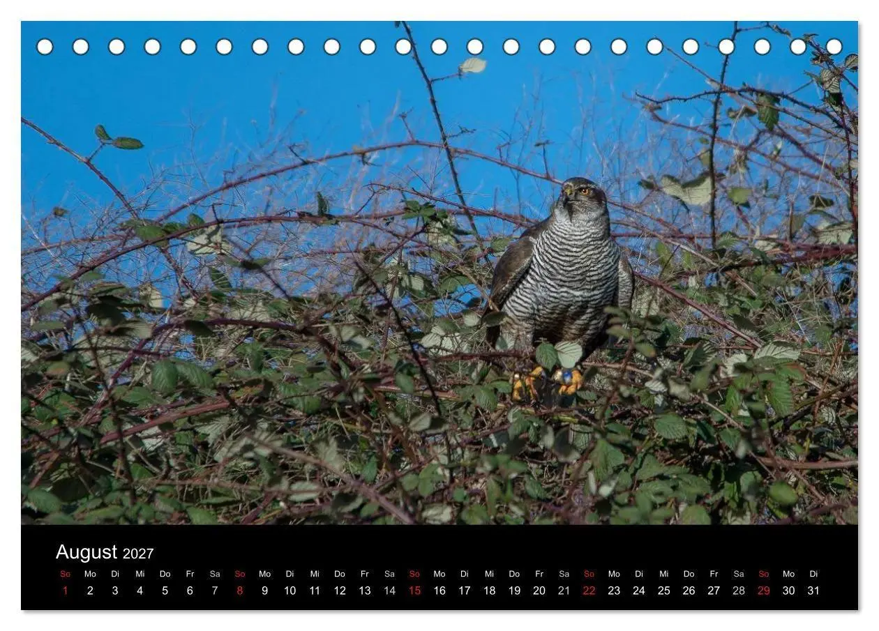 Bild: 9783594052136 | Falknerei Der Habicht (Tischkalender 2027 DIN A5 quer), CALVENDO...