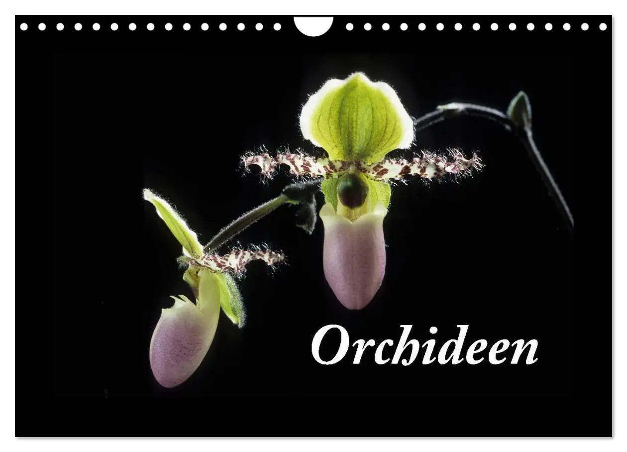 Cover: 9783516202236 | Orchideen 2026 (Wandkalender 2026 DIN A4 quer), CALVENDO...