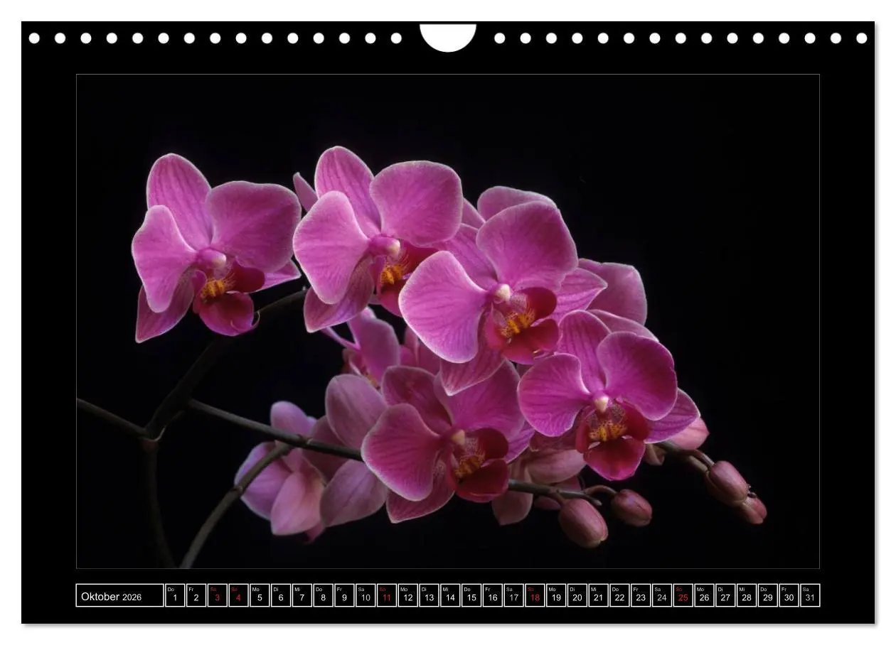 Bild: 9783516202236 | Orchideen 2026 (Wandkalender 2026 DIN A4 quer), CALVENDO...