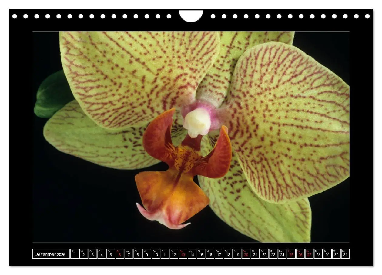 Bild: 9783516202236 | Orchideen 2026 (Wandkalender 2026 DIN A4 quer), CALVENDO...