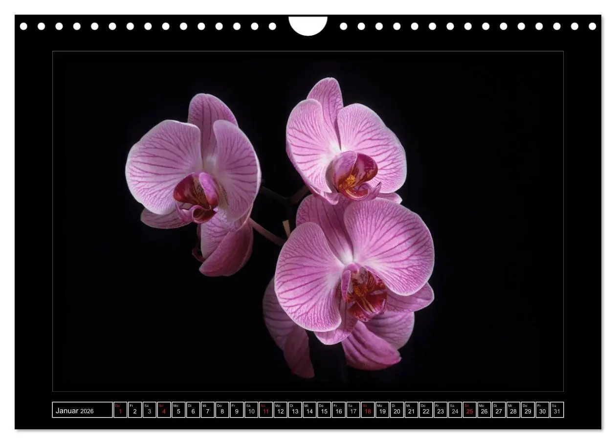 Bild: 9783516202236 | Orchideen 2026 (Wandkalender 2026 DIN A4 quer), CALVENDO...