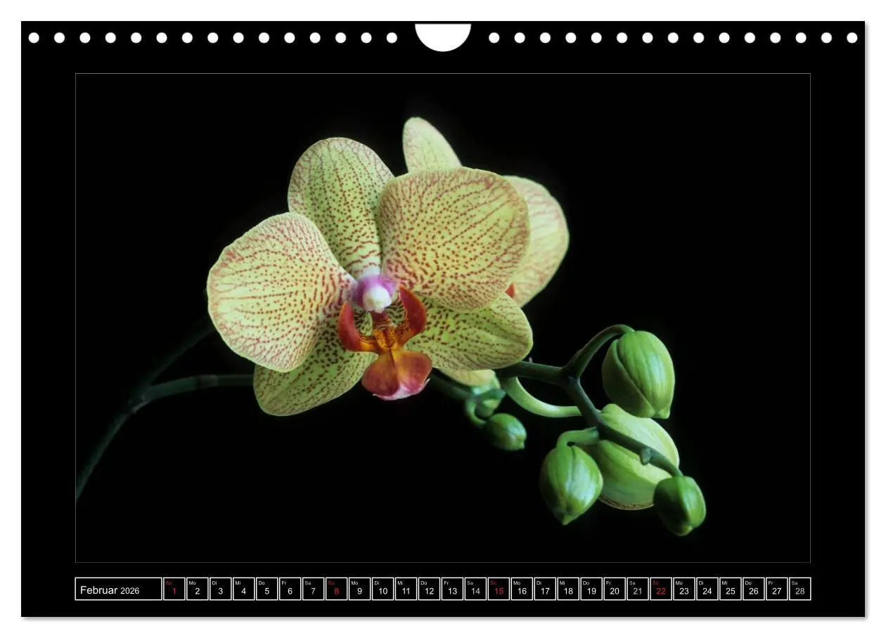 Bild: 9783516202236 | Orchideen 2026 (Wandkalender 2026 DIN A4 quer), CALVENDO...