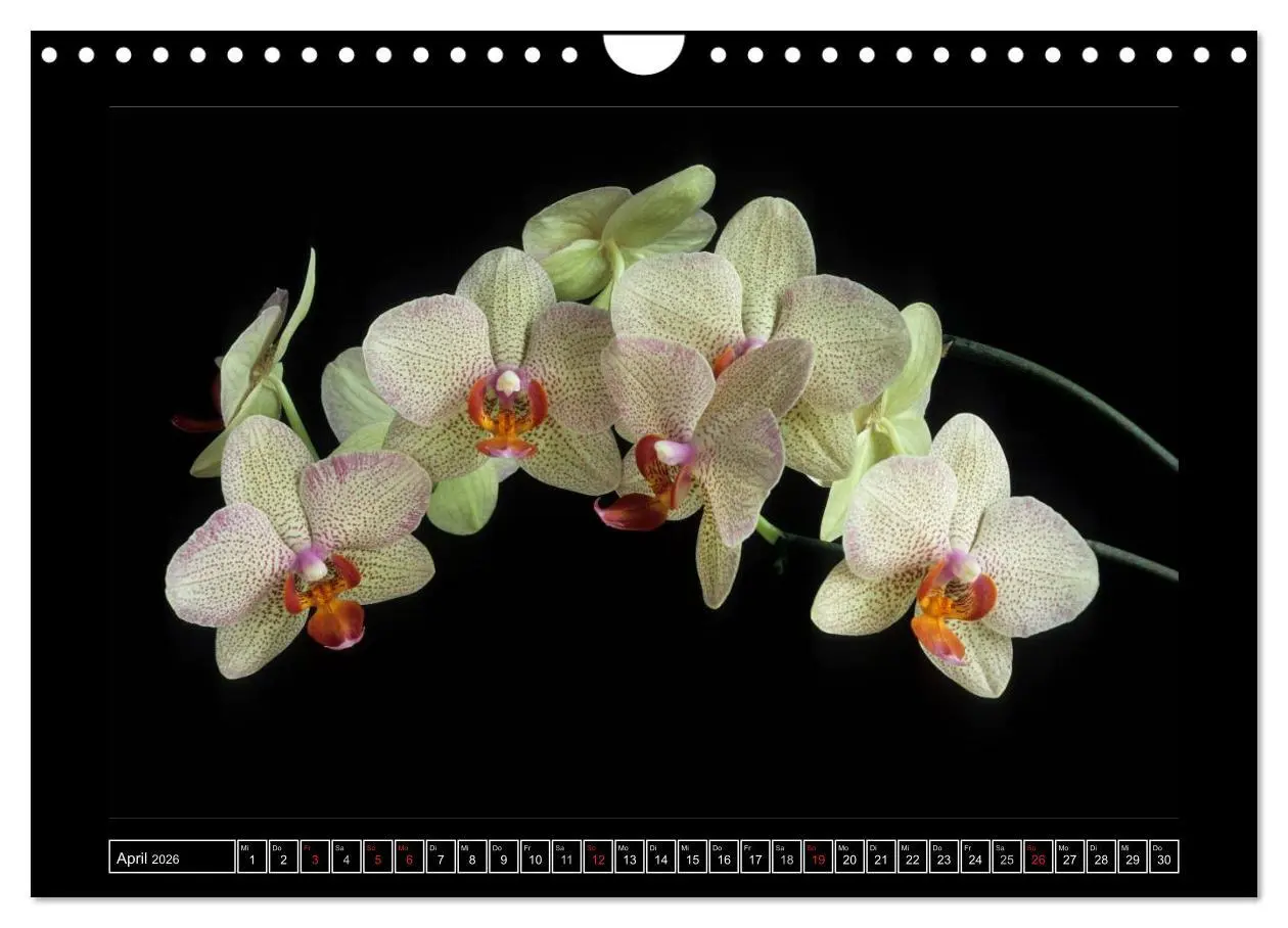 Bild: 9783516202236 | Orchideen 2026 (Wandkalender 2026 DIN A4 quer), CALVENDO...