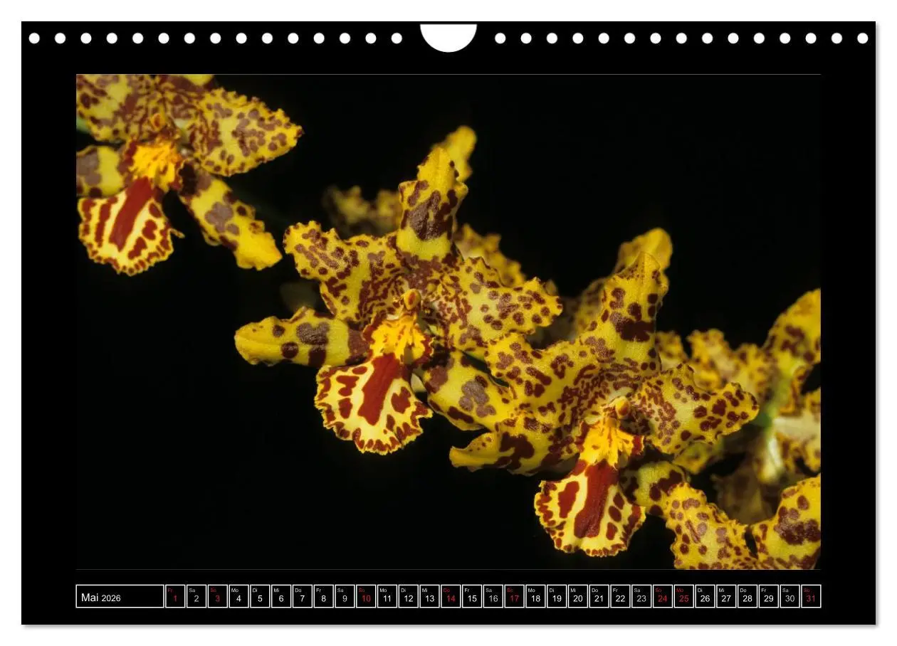 Bild: 9783516202236 | Orchideen 2026 (Wandkalender 2026 DIN A4 quer), CALVENDO...