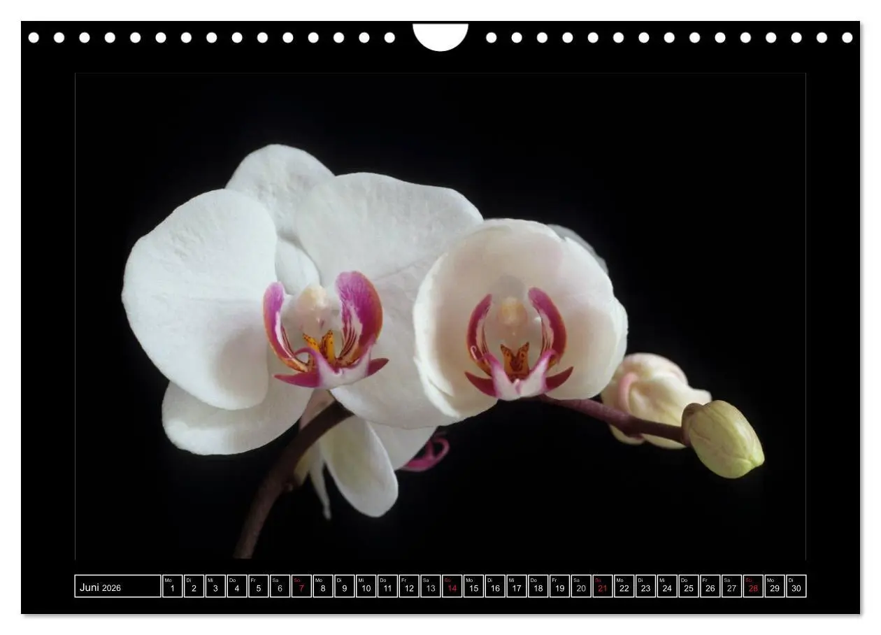 Bild: 9783516202236 | Orchideen 2026 (Wandkalender 2026 DIN A4 quer), CALVENDO...