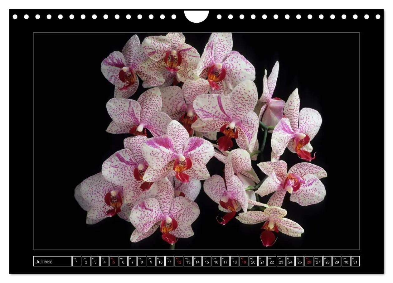 Bild: 9783516202236 | Orchideen 2026 (Wandkalender 2026 DIN A4 quer), CALVENDO...