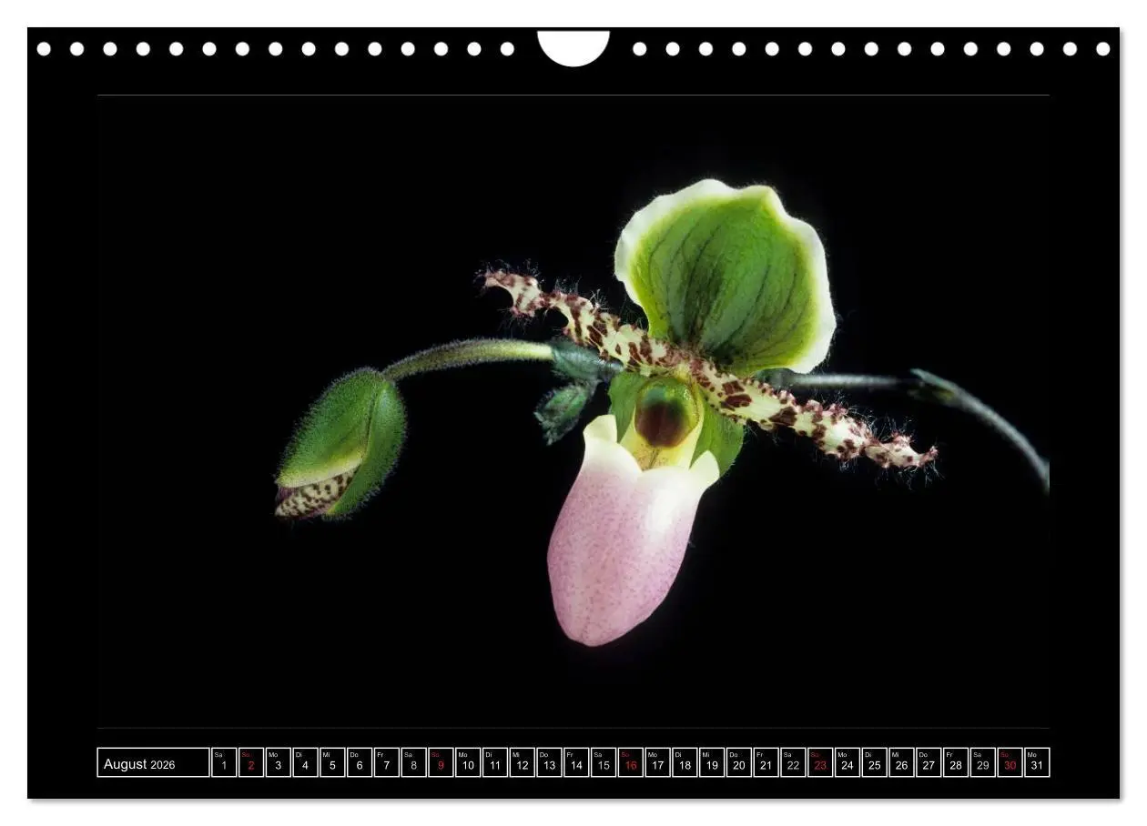Bild: 9783516202236 | Orchideen 2026 (Wandkalender 2026 DIN A4 quer), CALVENDO...
