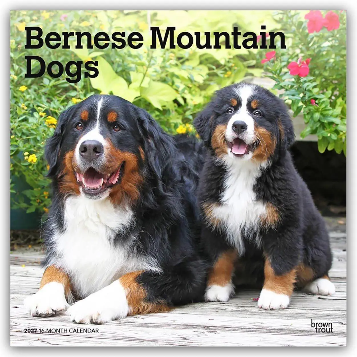 Cover: 9798330712236 | Bernese Mountain Dogs - Berner Sennenhund 2027 - 16-Monatskalender