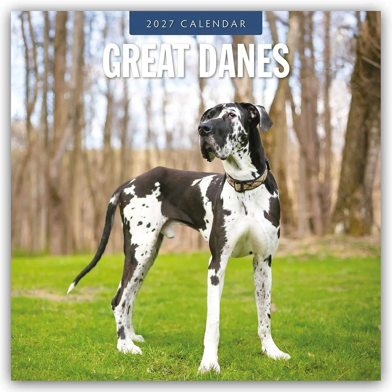 Cover: 9781837012336 | Great Danes - Deutsche Dogge 2027 - 16-Monatskalender | Robin Red