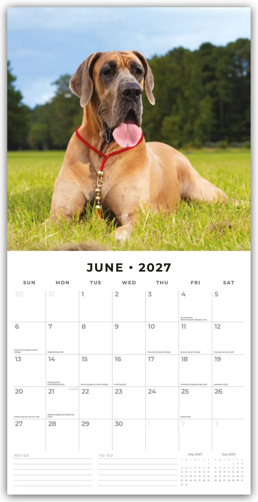 Bild: 9781837012336 | Great Danes - Deutsche Dogge 2027 - 16-Monatskalender | Robin Red