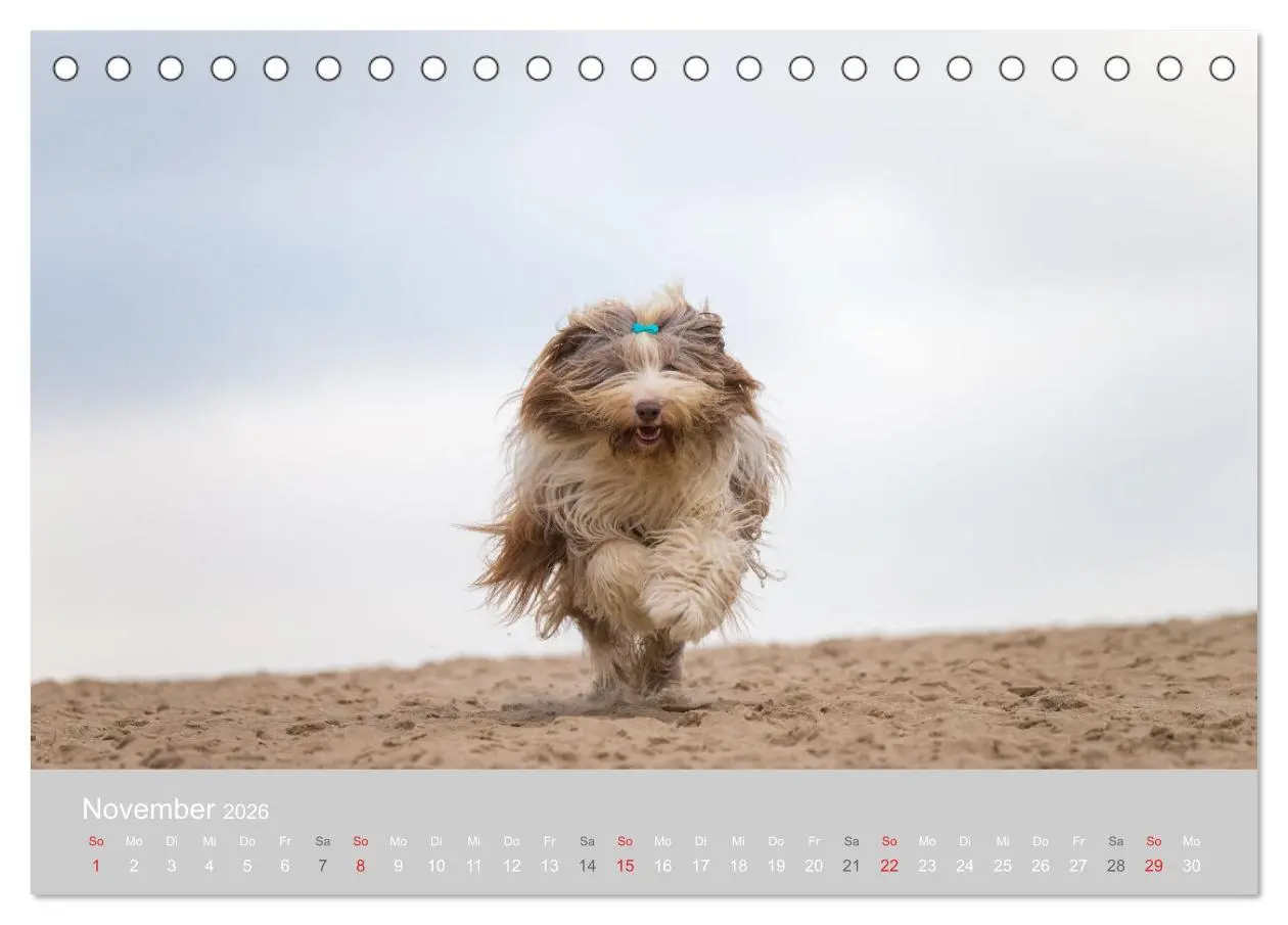 Bild: 9783457892336 | BEARDED COLLIES 2026 (Tischkalender 2026 DIN A5 quer), CALVENDO...