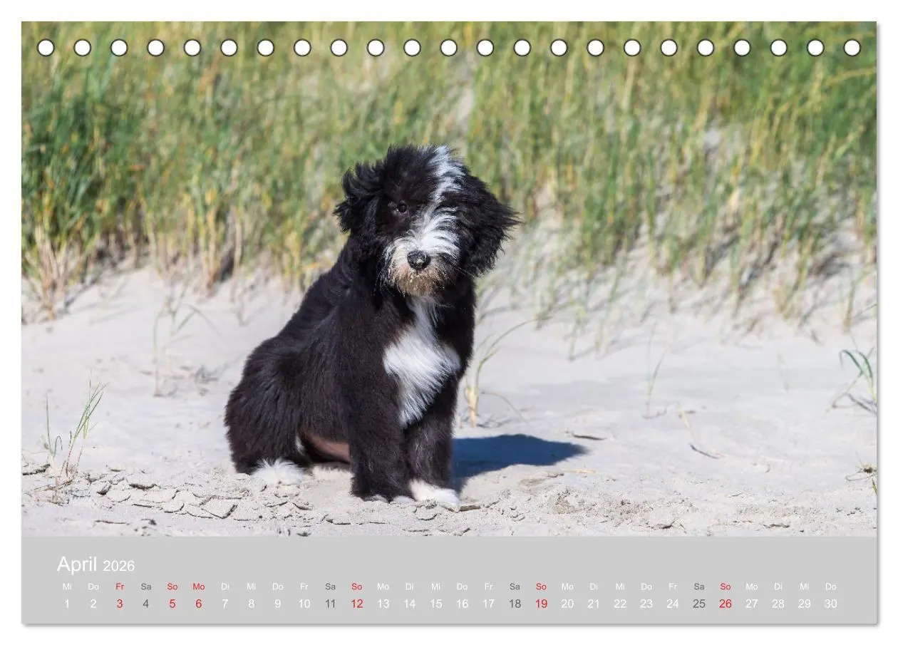 Bild: 9783457892336 | BEARDED COLLIES 2026 (Tischkalender 2026 DIN A5 quer), CALVENDO...